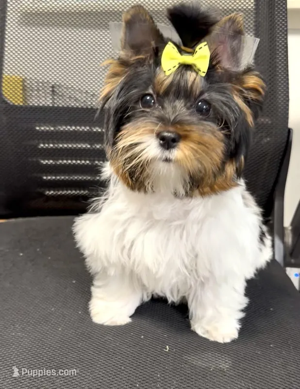 Rosie – Biewer puppy for sale in Carmichael, CA