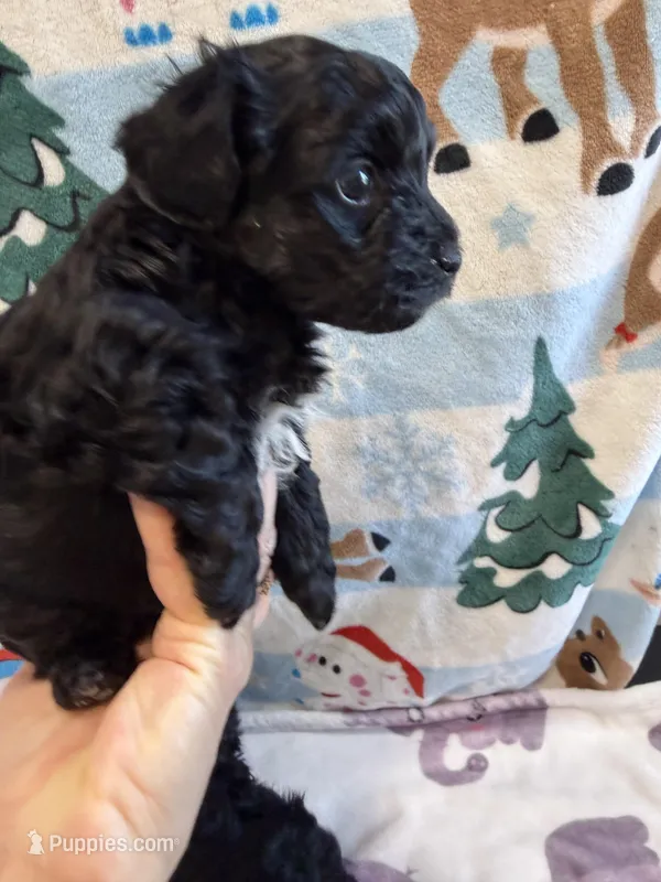 Tina – Yorkshire Terrier puppy for sale in Carmichael, CA