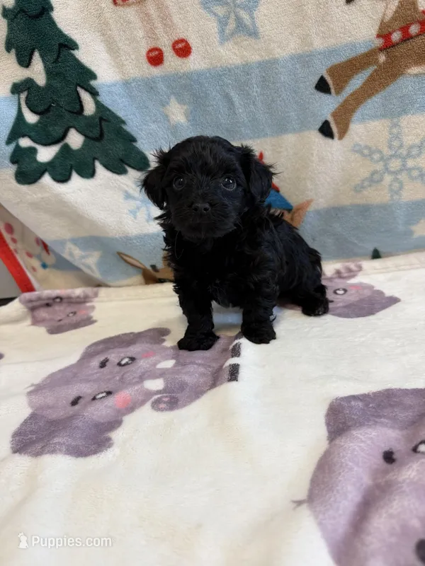 Rony – Yorkshire Terrier puppy for sale in Carmichael, CA
