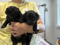 Rony, a male Yorkshire Terrier for sale in Carmichael, CA – Photo 3 of 3