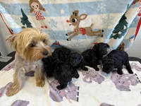 Rony, a male Yorkshire Terrier for sale in Carmichael, CA – Photo 2 of 3