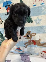 Tina, a female Yorkshire Terrier for sale in Carmichael, CA – Photo 2 of 7