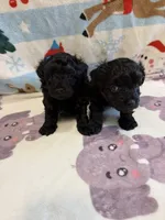 Tina, a female Yorkshire Terrier for sale in Carmichael, CA – Photo 4 of 7