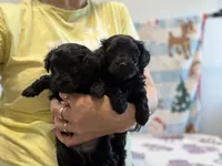 Tina, a female Yorkshire Terrier for sale in Carmichael, CA – Photo 3 of 7