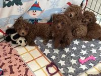 Tom, a male Poodle - Miniature  for sale in Carmichael, CA – Photo 4 of 5