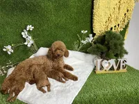 Tom, a male Poodle - Miniature  for sale in Carmichael, CA – Photo 5 of 5