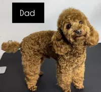 Tom, a male Poodle - Miniature  for sale in Carmichael, CA – Photo 3 of 5