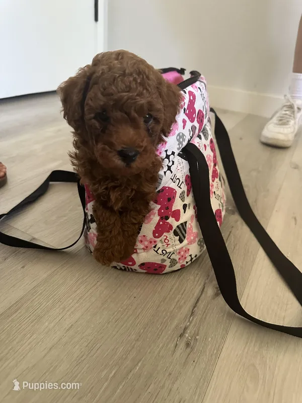 Tom – Poodle - Miniature  puppy for sale in Carmichael, CA