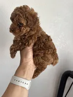 Tom, a male Poodle - Miniature  for sale in Carmichael, CA – Photo 2 of 5