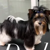 Sam, a male Biewer for sale in Carmichael, CA – Photo 3 of 5