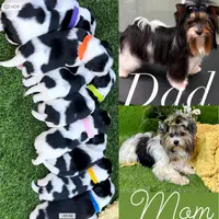 Sam, a male Biewer for sale in Carmichael, CA – Photo 4 of 5