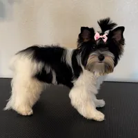 Sam, a male Biewer for sale in Carmichael, CA – Photo 2 of 5