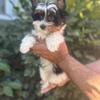 Sam, a male Biewer for sale in Carmichael, CA – Photo 1 of 5