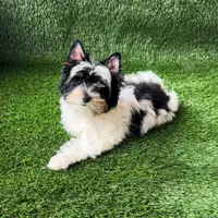 Sam, a male Biewer for sale in Carmichael, CA – Photo 5 of 5