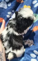 Boy 2, a male Shih Tzu for sale in Wheeler, MI – 4 of 5