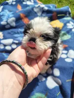 Boy 2, a male Shih Tzu for sale in Wheeler, MI – 2 of 5