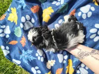 Boy 1, a male Shih Tzu for sale in Wheeler, MI – 4 of 5