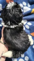 Boy 3, a male Shih Tzu for sale in Wheeler, MI – 3 of 6