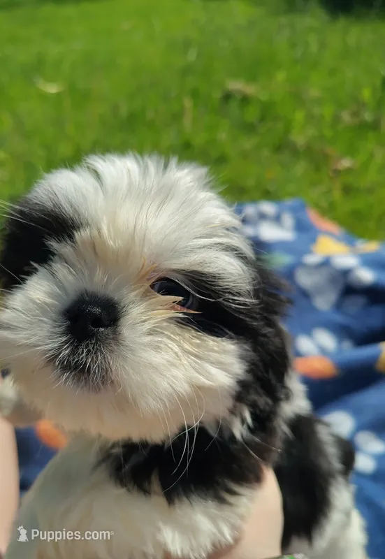 Boy 2 – Shih Tzu puppy for sale in Wheeler, MI