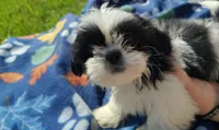 Boy 1, a male Shih Tzu for sale in Wheeler, MI – 2 of 5