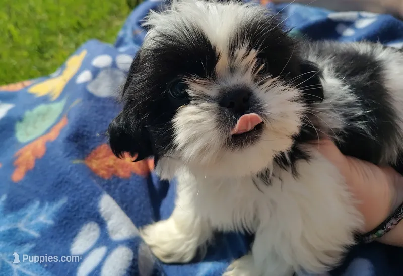 Boy 1 – Shih Tzu puppy for sale in Wheeler, MI