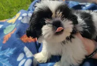 Boy 1, a male Shih Tzu for sale in Wheeler, MI – 1 of 5