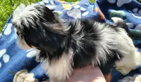 Boy 1, a male Shih Tzu for sale in Wheeler, MI – 3 of 5