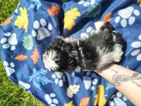 Boy 1, a male Shih Tzu for sale in Wheeler, MI – 5 of 5