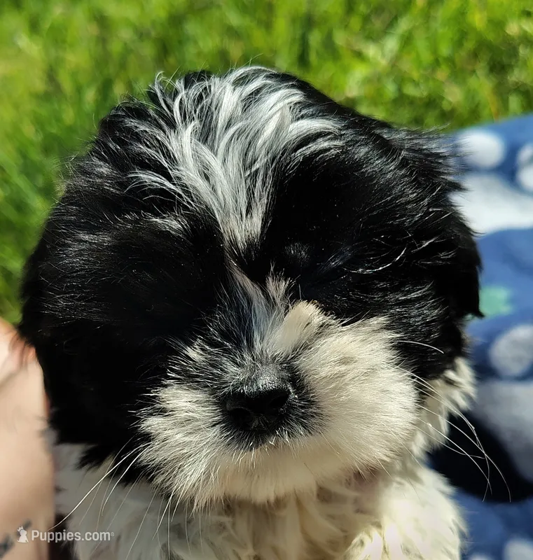 Boy 3 – Shih Tzu puppy for sale in Wheeler, MI