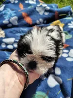 Boy 2, a male Shih Tzu for sale in Wheeler, MI – 3 of 5