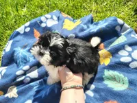 Boy 3, a male Shih Tzu for sale in Wheeler, MI – 6 of 6