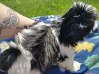 Boy 2, a male Shih Tzu for sale in Wheeler, MI – 5 of 5