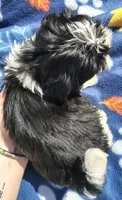 Boy 3, a male Shih Tzu for sale in Wheeler, MI – 5 of 6