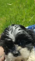 Boy 3, a male Shih Tzu for sale in Wheeler, MI – 2 of 6
