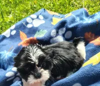 Boy 3, a male Shih Tzu for sale in Wheeler, MI – 4 of 6