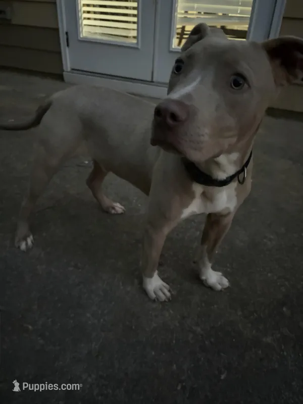 Zeek – American Bully, American Pit Bull Terrier puppy for sale in Douglasville, GA