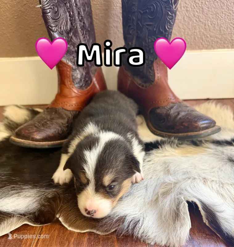 Mira – Pembroke Welsh Corgi puppy for sale in Corning, CA