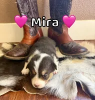Mira, a female Pembroke Welsh Corgi for sale in Corning, CA – 1 of 2