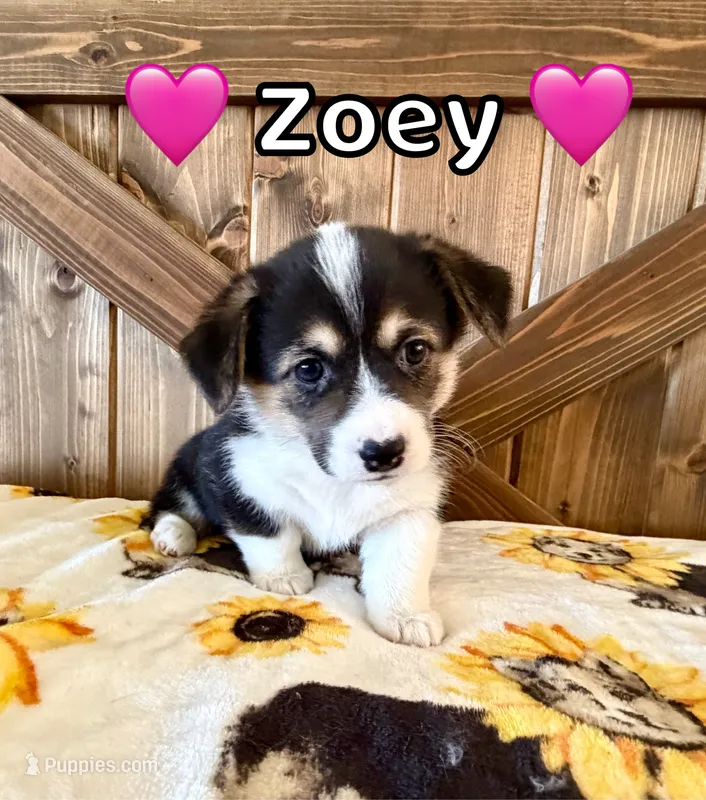 Zoey – Pembroke Welsh Corgi puppy for sale in Corning, CA
