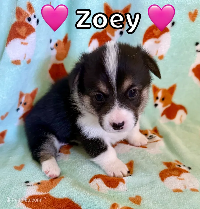Zoey – Pembroke Welsh Corgi puppy for sale in Corning, CA