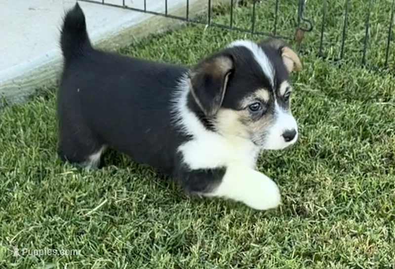 Zoey – Pembroke Welsh Corgi puppy for sale in Corning, CA