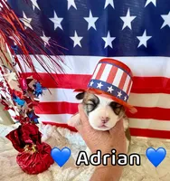 Adrian, a male Pembroke Welsh Corgi for sale in Corning, CA – 3 of 3