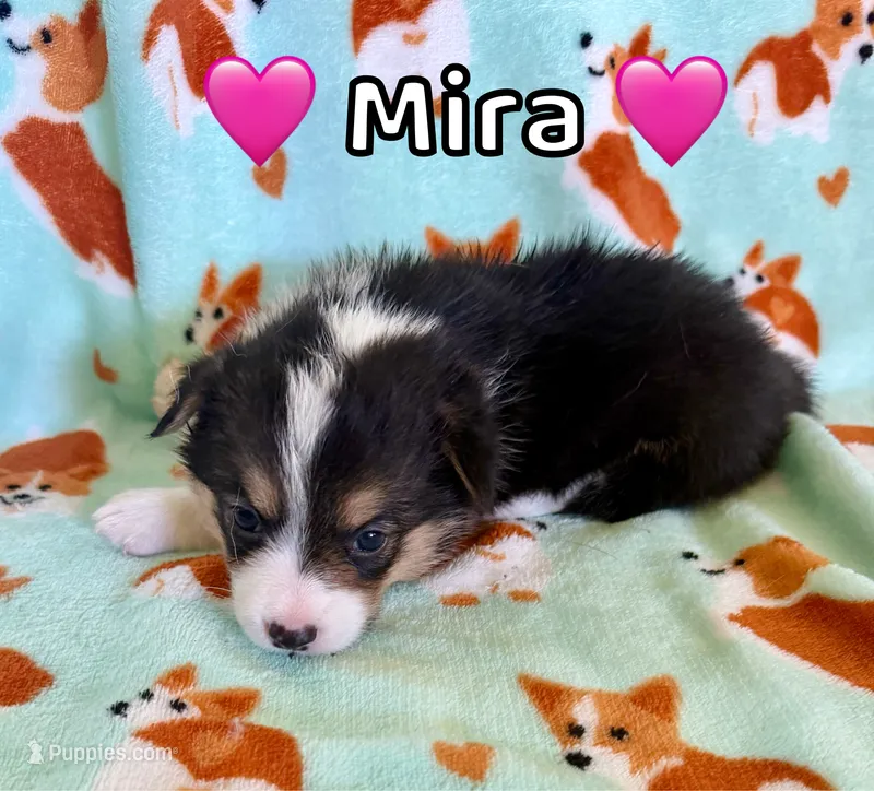 Mira – Pembroke Welsh Corgi puppy on hold in Corning, CA