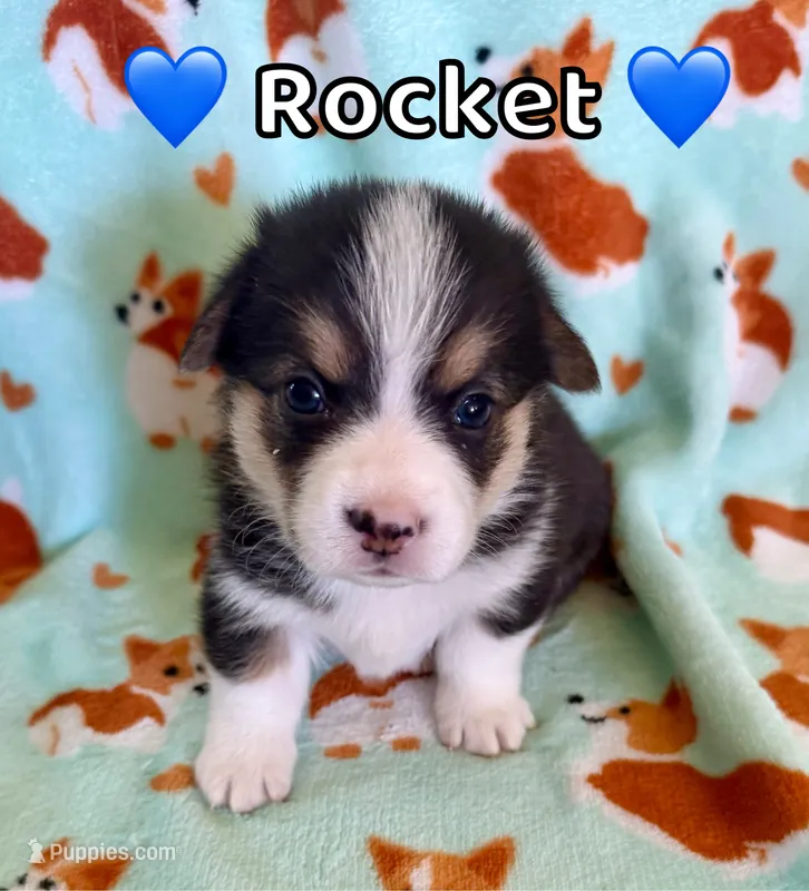 Rocket – Pembroke Welsh Corgi puppy for sale in Corning, CA