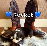 Rocket, a male Pembroke Welsh Corgi for sale in Corning, CA – 1 of 2