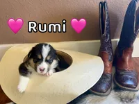 Rumi, a female Pembroke Welsh Corgi for sale in Corning, CA – 2 of 2