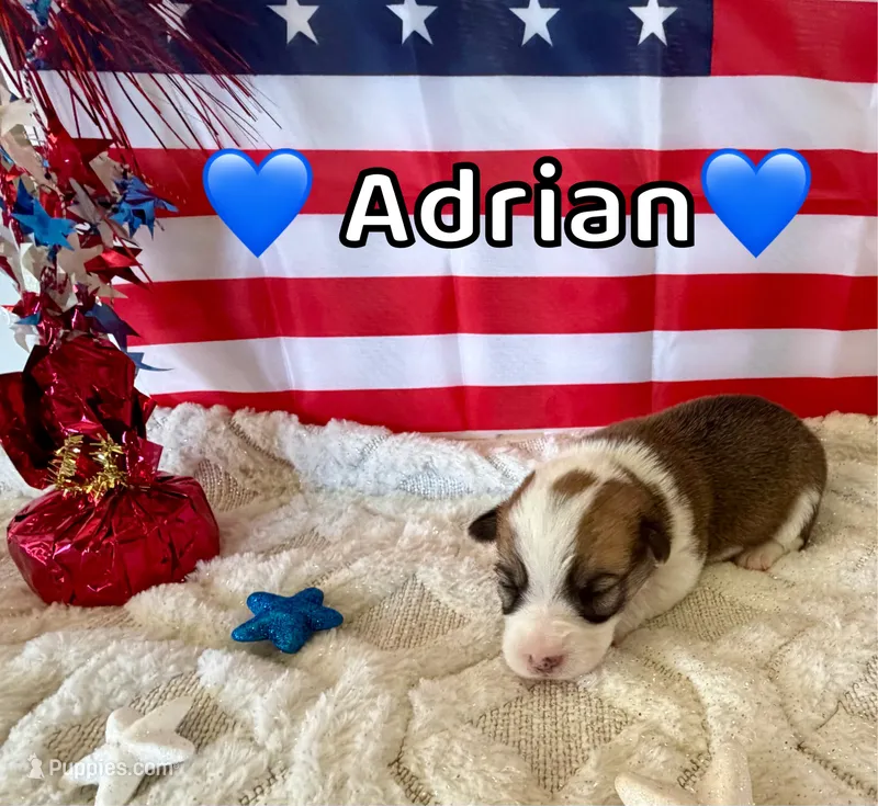 Adrian – Pembroke Welsh Corgi puppy for sale in Corning, CA