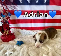 Adrian, a male Pembroke Welsh Corgi for sale in Corning, CA – 1 of 3