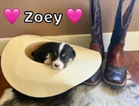 Zoey, a female Pembroke Welsh Corgi for sale in Corning, CA – 2 of 2