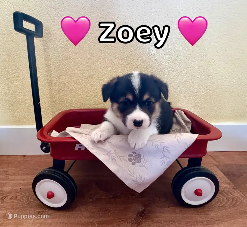 Zoey – Pembroke Welsh Corgi puppy for sale in Corning, CA